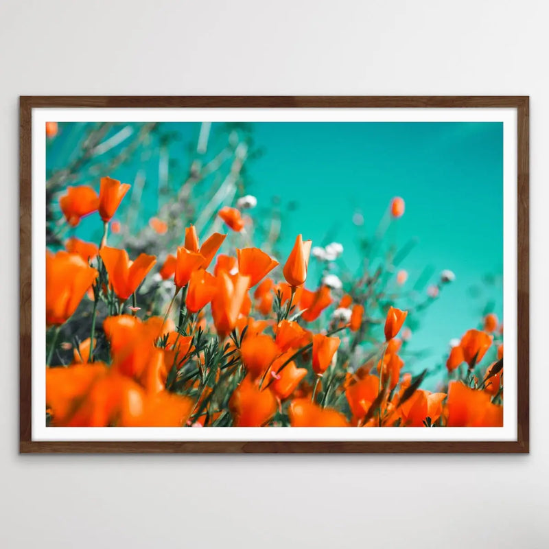 Floral Wonder - Blue and Orange Floral Photographic Print I Heart Wall Art Australia 