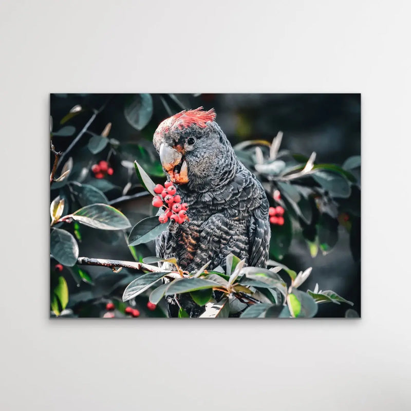 Gang Gang Cockatoo - Photographic Print of Endangered Gang Gang Cockatoo I Heart Wall Art Australia 