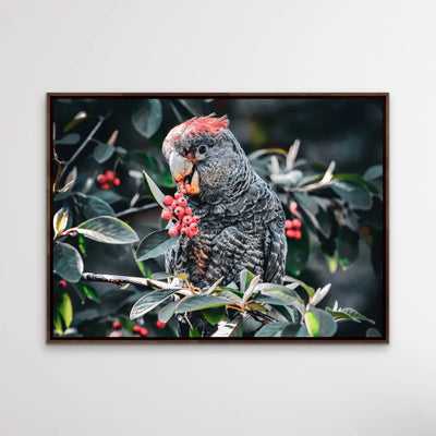 Gang Gang Cockatoo - Photographic Print of Endangered Gang Gang Cockatoo I Heart Wall Art Australia 