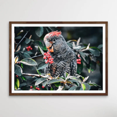 Gang Gang Cockatoo - Photographic Print of Endangered Gang Gang Cockatoo I Heart Wall Art Australia 