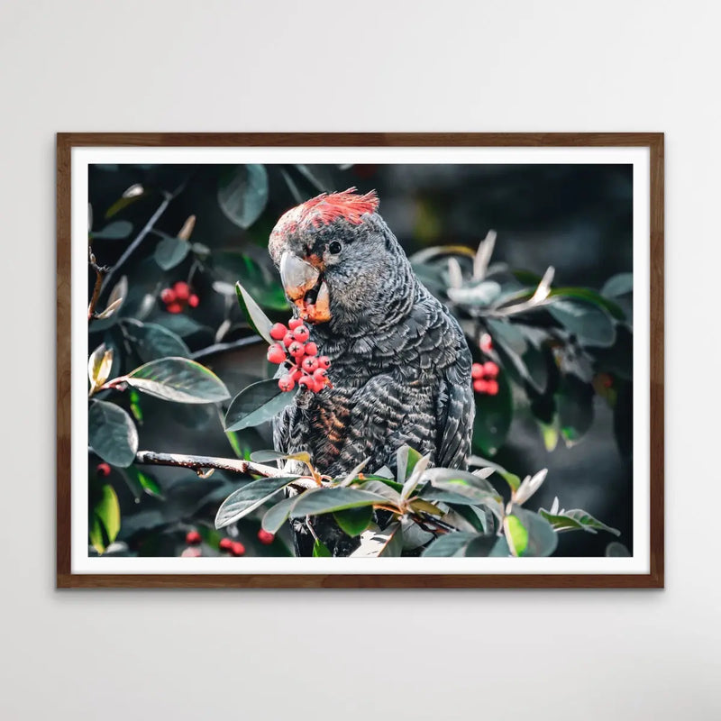 Gang Gang Cockatoo - Photographic Print of Endangered Gang Gang Cockatoo I Heart Wall Art Australia 