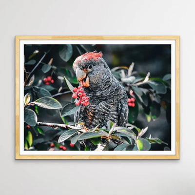 Gang Gang Cockatoo - Photographic Print of Endangered Gang Gang Cockatoo I Heart Wall Art Australia 