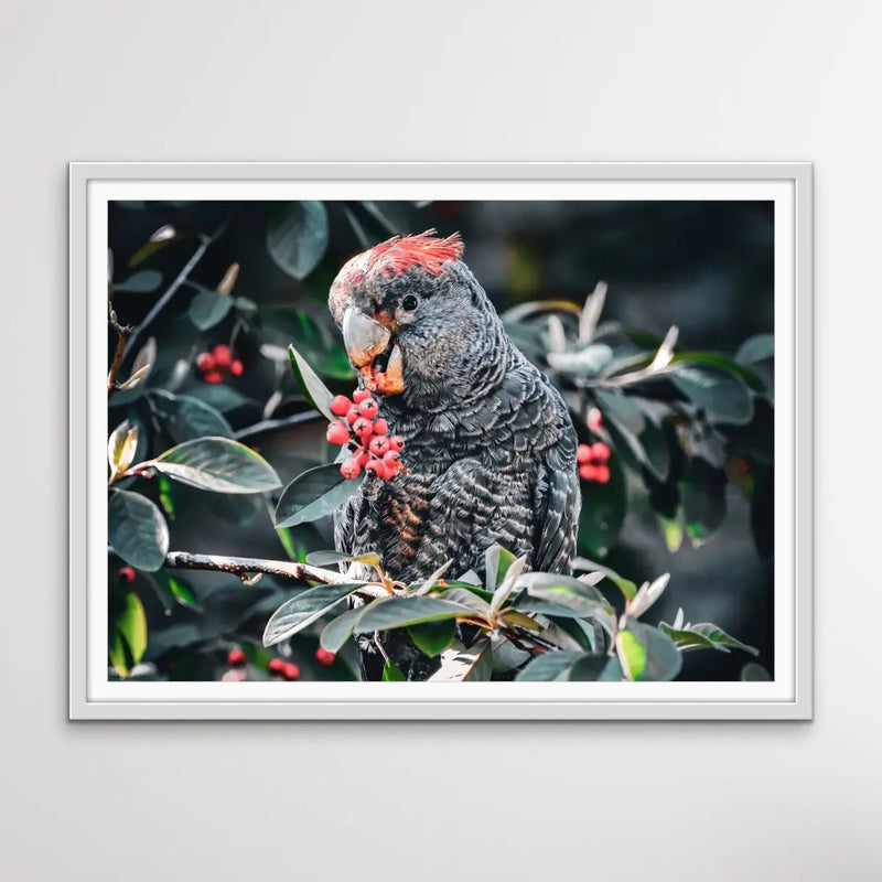 Gang Gang Cockatoo - Photographic Print of Endangered Gang Gang Cockatoo I Heart Wall Art Australia 