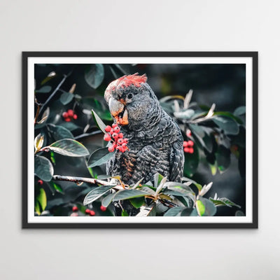 Gang Gang Cockatoo - Photographic Print of Endangered Gang Gang Cockatoo I Heart Wall Art Australia 