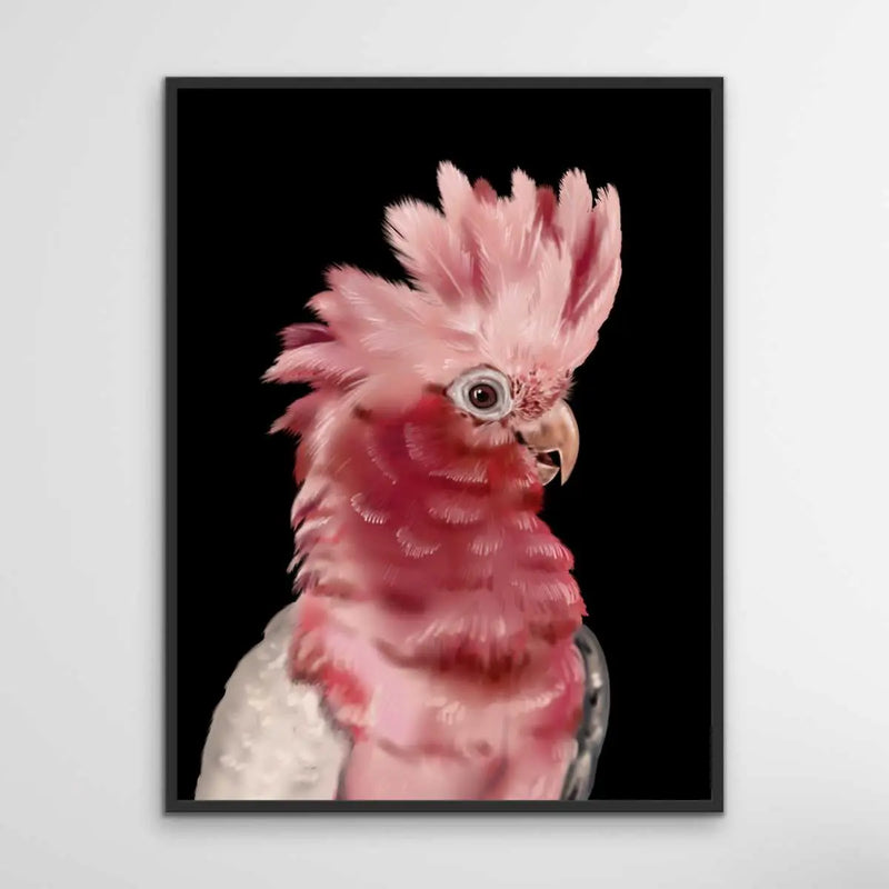 Gary The Galah - Gary The Galah Wall Art Print Stretched Canvas Wall Art I Heart Wall Art Australia 
