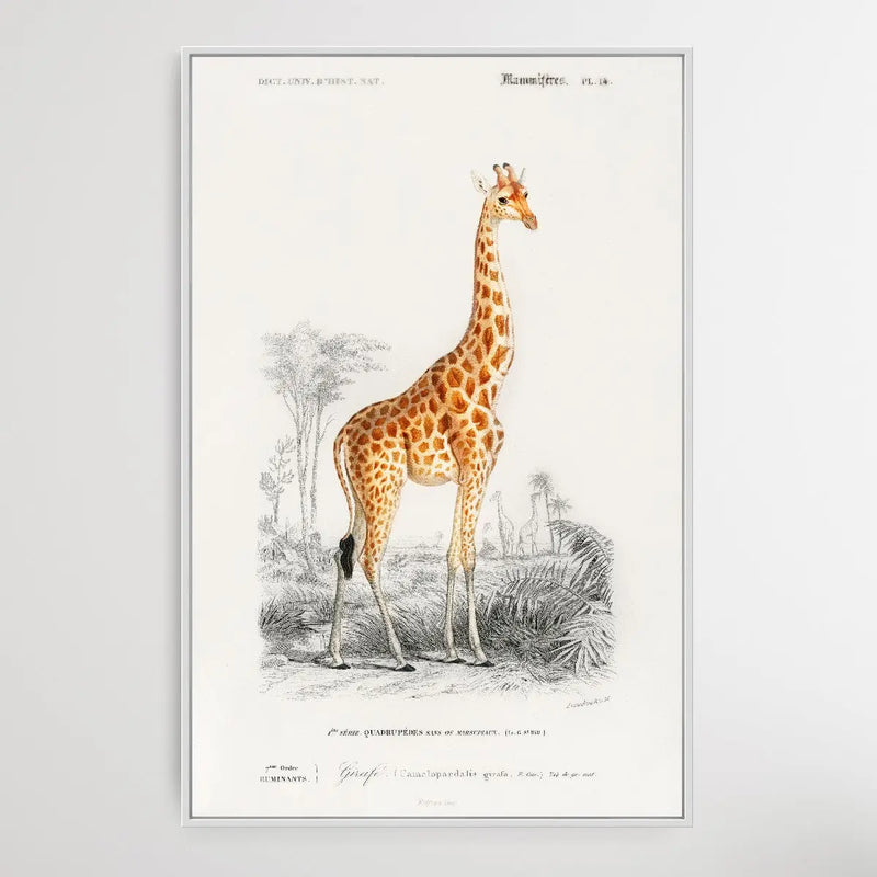 Giraffa Camelopardalis - Giraffe Vintage Art Print - I Heart Wall Art