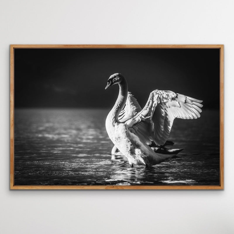 Graceful Swan - Black and White Swan Photographic Framed Canvas Print Wall Art Print - I Heart Wall Art
