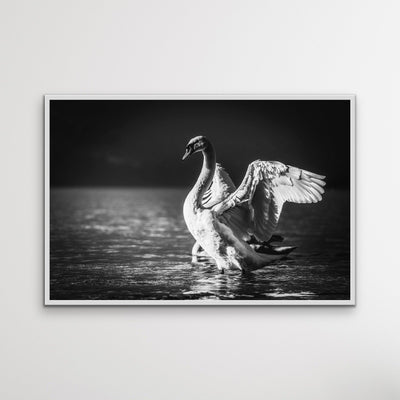 Graceful Swan - Black and White Swan Photographic Framed Canvas Print Wall Art Print - I Heart Wall Art