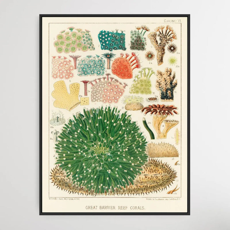 Great Barrier Reef Corals I by William Saville-Kent (1845-1908) - I Heart Wall Art