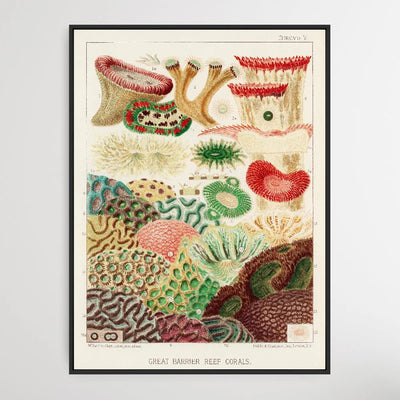 Great Barrier Reef Corals II by William Saville-Kent (1845-1908) - I Heart Wall Art