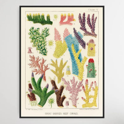 Great Barrier Reef Corals III by William Saville-Kent (1845-1908) - I Heart Wall Art