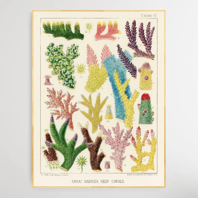 Great Barrier Reef Corals III by William Saville-Kent (1845-1908) - I Heart Wall Art