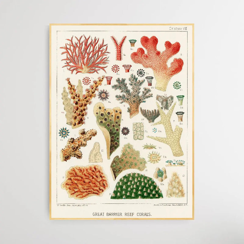 Great Barrier Reef Corals IV by William Saville-Kent (1845-1908) - I Heart Wall Art