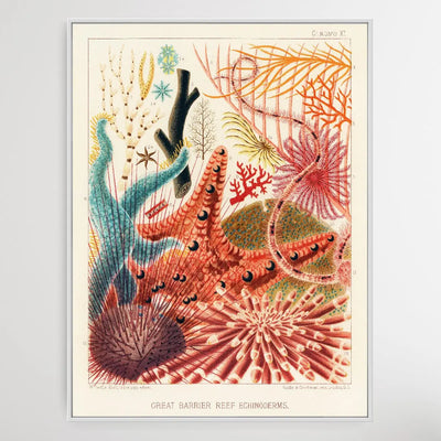 Great Barrier Reef Echinoderms by William Saville-Kent (1845-1908) - I Heart Wall Art