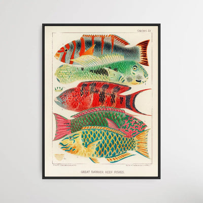 Great Barrier Reef Fishes by William Saville-Kent (1845-1908) - I Heart Wall Art
