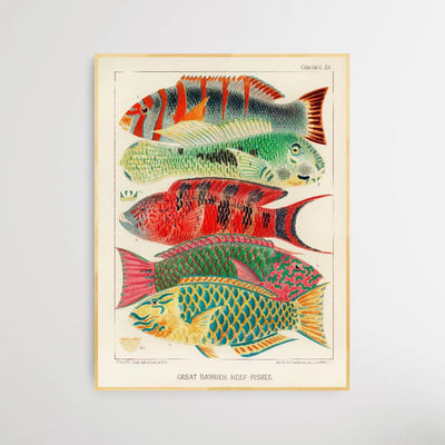 Great Barrier Reef Fishes by William Saville-Kent (1845-1908) - I Heart Wall Art