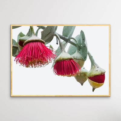 Gumnut Blossoms - Australian Native Flower Original Artwork Canvas or Art Print - I Heart Wall Art