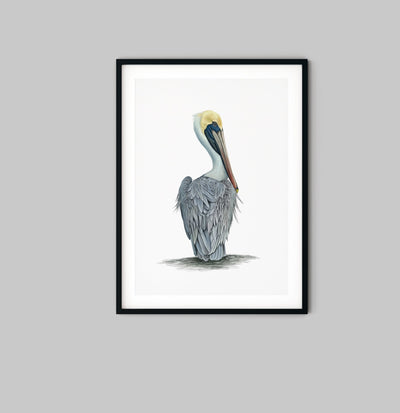 Hamptons Pelican - Watercolour Pelican On A White Backdrop - I Heart Wall Art