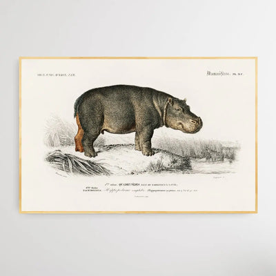 Hippopotame Amphibie by Charles Dessalines D' Orbigny (1806-1876) I Heart Wall Art Australia 