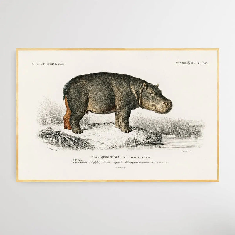 Hippopotame Amphibie by Charles Dessalines D&