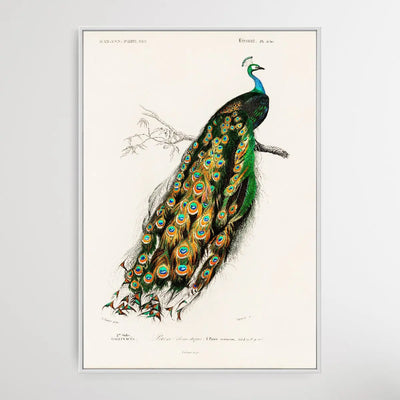 Indian peafowl (Pavo Cristatus) illustrated by Charles Dessalines D' Orbigny (1806-1876) - I Heart Wall Art