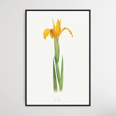 Iris Aurea (1913) by William Rickatson Dykes I Heart Wall Art Australia 