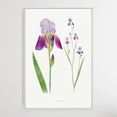 Iris Trojana from The genus Iris by William Rickatson Dykes (1877-1925) - I Heart Wall Art