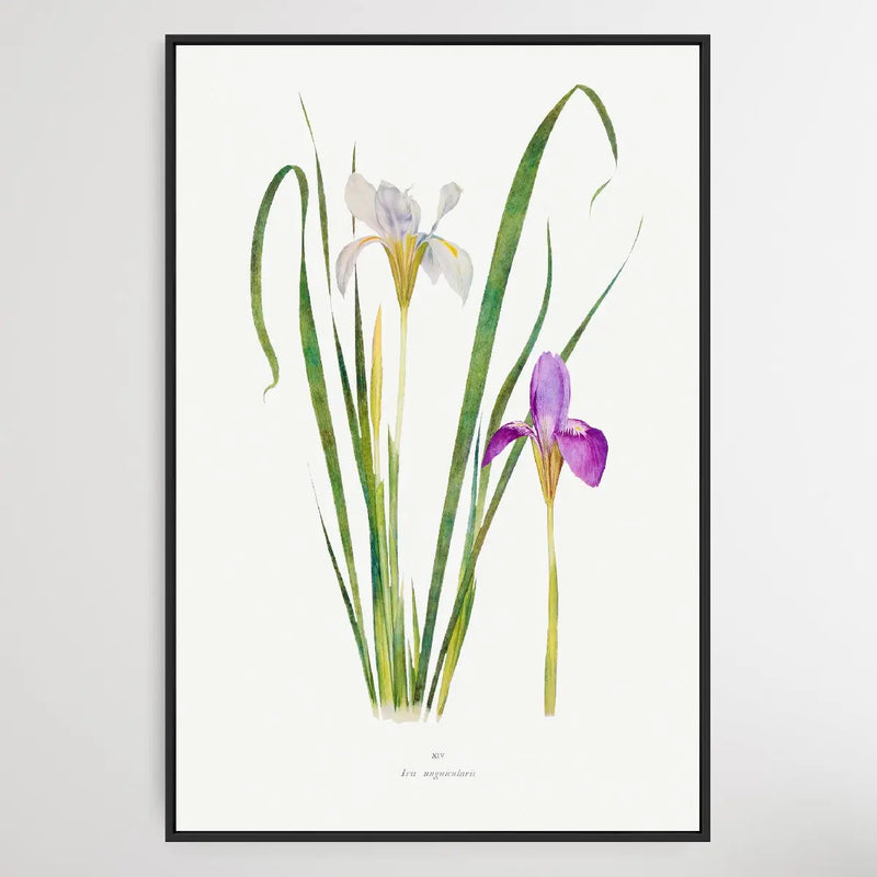 Iris Unguicularis The Genus Iris (1913) by William Rickatson Dykes - I Heart Wall Art