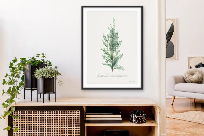 Juniper Berry - Vintage Botanical Print For Gin Lovers on Paper Or Canvas - I Heart Wall Art