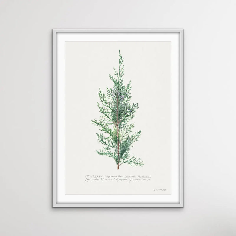 Juniper Berry - Vintage Botanical Print For Gin Lovers on Paper Or Canvas - I Heart Wall Art