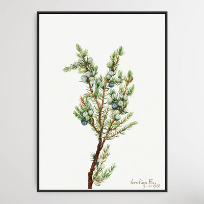 Juniperus sibirica (1917) by Mary Vaux Walcott I Heart Wall Art Australia 