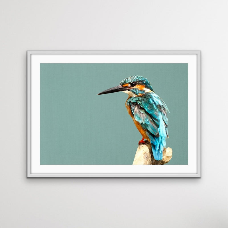 Kingfisher- Turquoise Australian Bird Canvas And Art Print - I Heart Wall Art