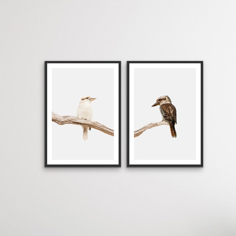 Kookaburra Pair - Two Piece Kookaburra Photographic Print Set on White Diptych - I Heart Wall Art
