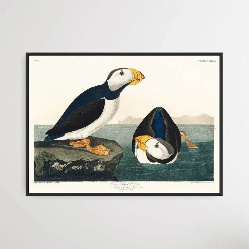 Large billed Puffin (1827) by John James Audubon I Heart Wall Art Australia 