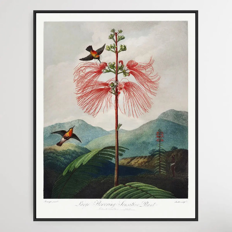 LargeFlowering Sensitive Plant (1807) by Robert John Thornton I Heart Wall Art Australia 