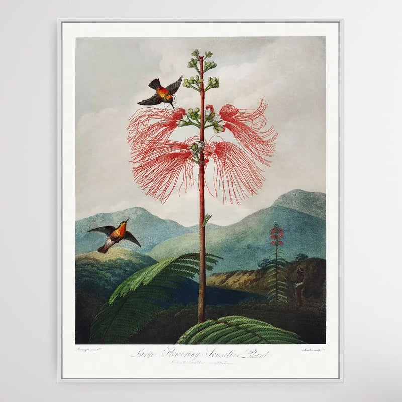 LargeFlowering Sensitive Plant (1807) by Robert John Thornton I Heart Wall Art Australia 
