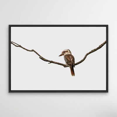Laugh Kookaburra Laugh- Australian Native Bird Canvas or Art Print - I Heart Wall Art