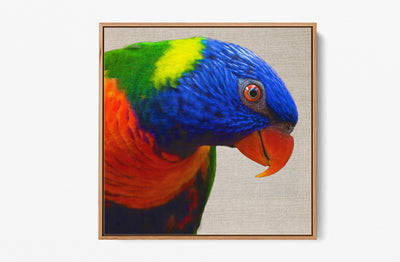 Lorikeet -  Stretched Canvas Wall Art Print  Australian Bird - I Heart Wall Art