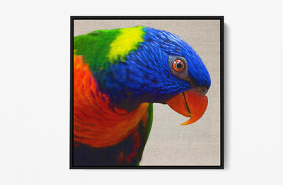 Lorikeet -  Stretched Canvas Wall Art Print  Australian Bird - I Heart Wall Art