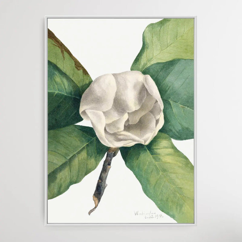 Magnolia grandiflora (1918) by Mary Vaux Walcott I Heart Wall Art Australia 