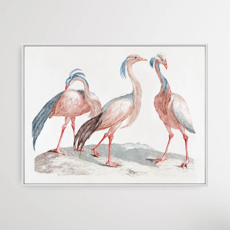 Miss Crane Birds by Johan Teyler (1648-1709) - I Heart Wall Art