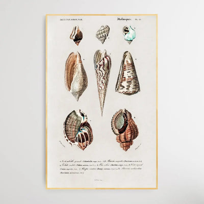 Mollusks by Charles Dessalines D' Orbigny (1806-1876) - I Heart Wall Art