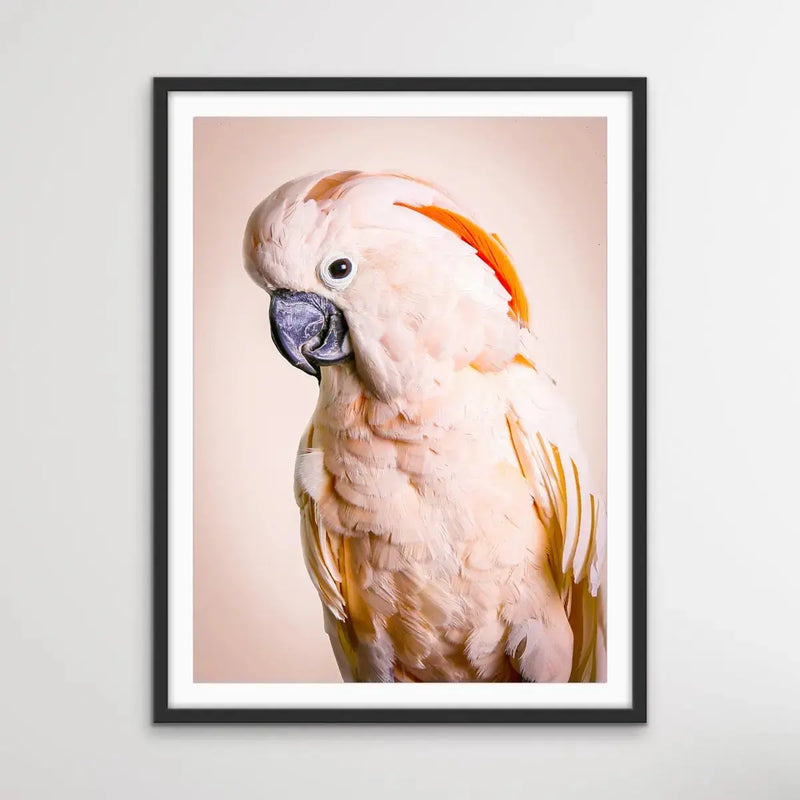 Moluccan Cockatoo On Pink- Photographic Print of Pink Moluccan Cockatoo Against a Pink Backdrop. I Heart Wall Art Australia 