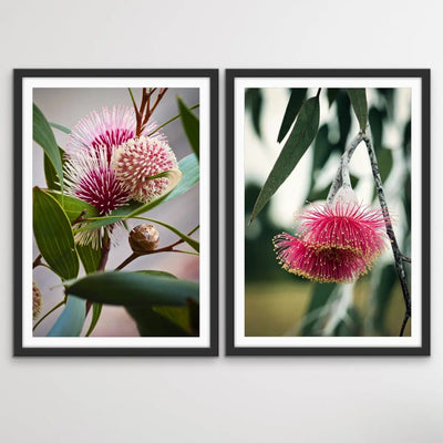 Native Flower Song - Two Piece Australian Native Flower Hakea Pink Gum Blossom Print Set I Heart Wall Art Australia 