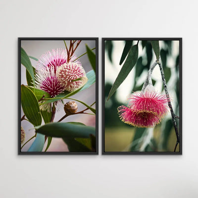 Native Flower Song - Two Piece Australian Native Flower Hakea Pink Gum Blossom Print Set I Heart Wall Art Australia 