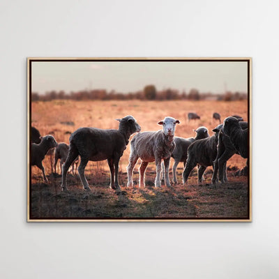On The Land - Australian Sheep Photographic Outback Bush Country Print I Heart Wall Art Australia 