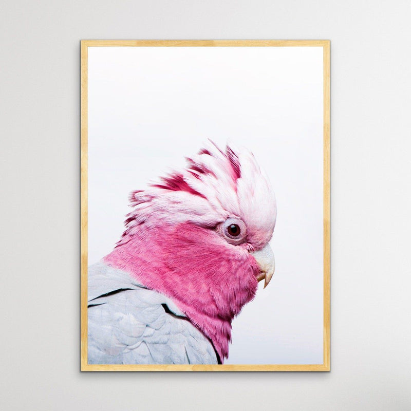 One Gorgeous Galah - Photographic Profile Print of Galah Pink Cockatoo - I Heart Wall Art