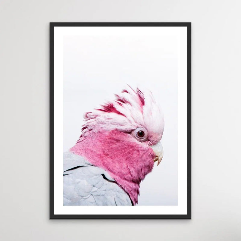 One Gorgeous Galah - Photographic Profile Print of Galah Pink Cockatoo - I Heart Wall Art