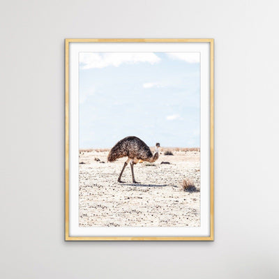 ﻿Outback Emu - Australian Outback Emu Bird Photographic Print - I Heart Wall Art