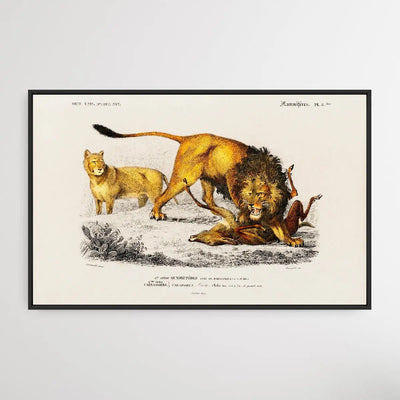 Panthera Leo by Charles Dessalines D' Orbigny (1806-1876) I Heart Wall Art Australia 